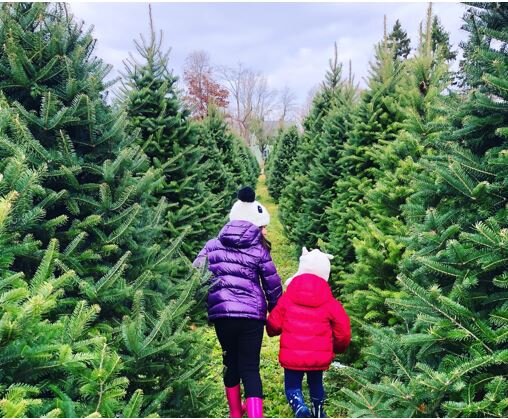 “Top Ten” – Tips for choosing your Christmas Tree