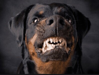 Pet Peeve #5: Rottweilers Can Give Pets A Bad Name