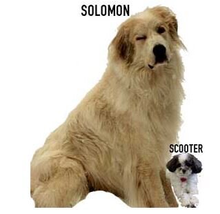 Solomon and Scooter Miss Out on Pet Blessing
